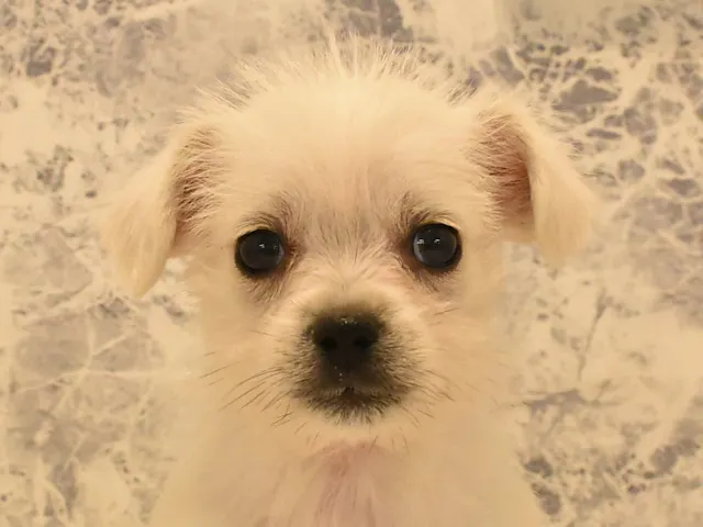 2025年2月23日生まれのハーフ犬・ミックス犬